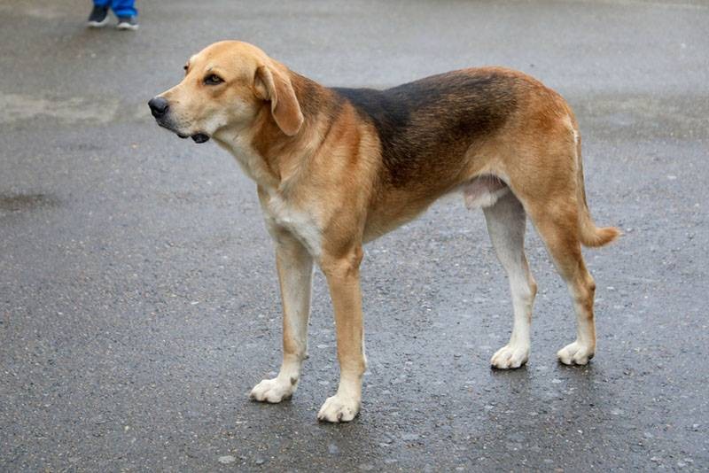 Русская гончая собака. Иллюстративное фото