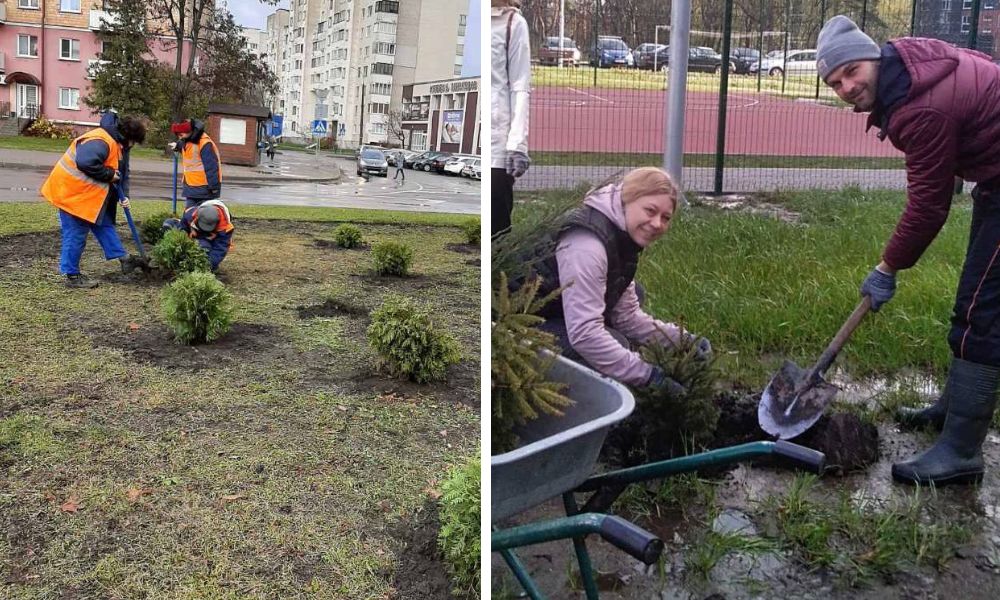 Высадка елей в городе силами коммунальных служб. Фото: Любимый Брест.