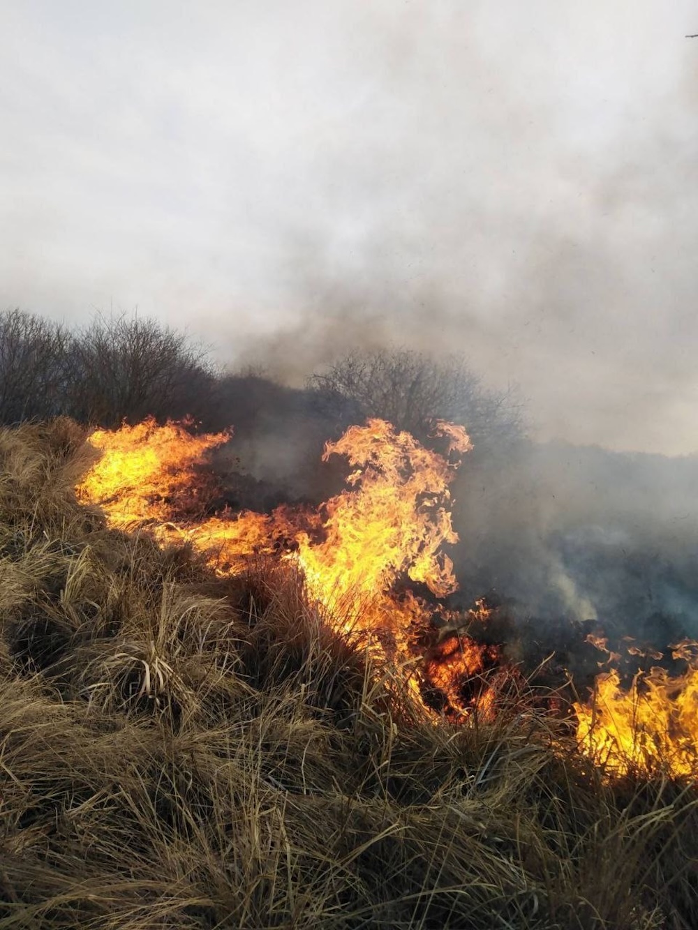 Лесной пожар в квартале 37 Ольшанского лесничества Полесского лесхоза. Фото: Минлесхоз.