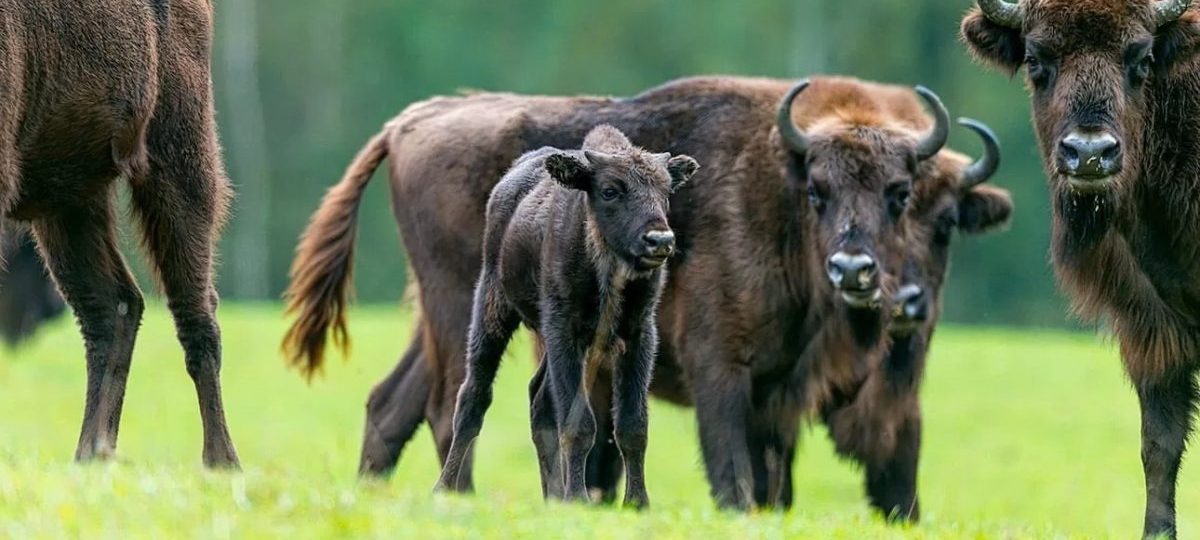 зубры, зубрята, зубр, беларусь