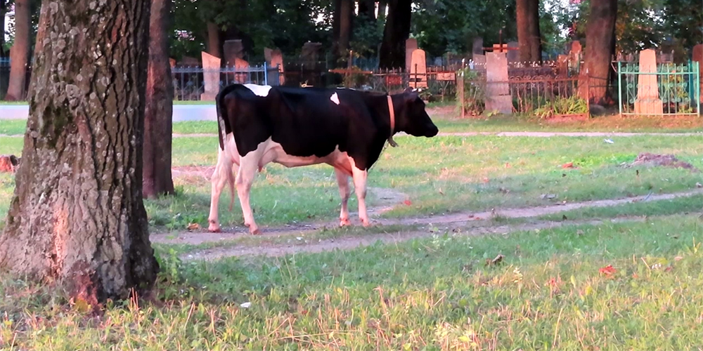 корова на кладбище