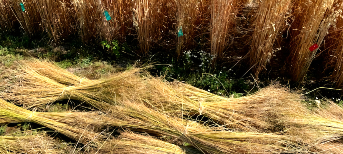 собранный лён