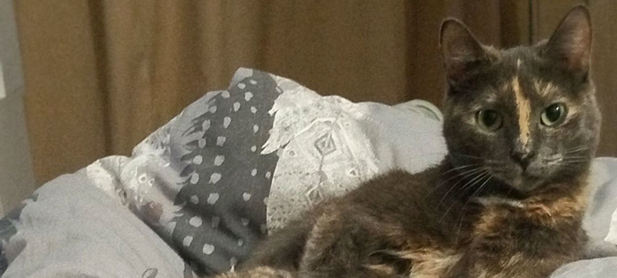 Кошка Ириска, которую закатали в банку и выбросили на улицу