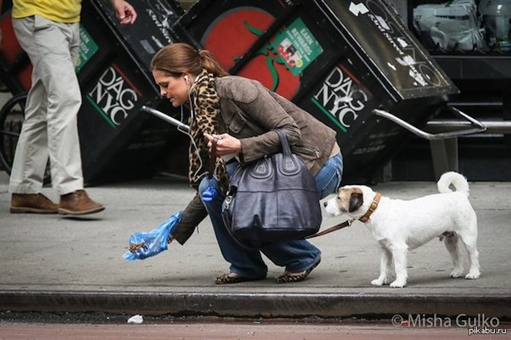 Принцесса Швеции Мадлен, герцогиня Гельсингландская и Гестрикландская убирает за своим питомцем на улице Стокгольма.