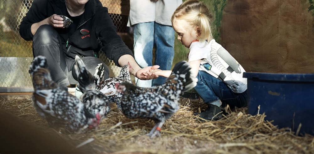 Девочка кормит кур в зоопарке в Швеции.