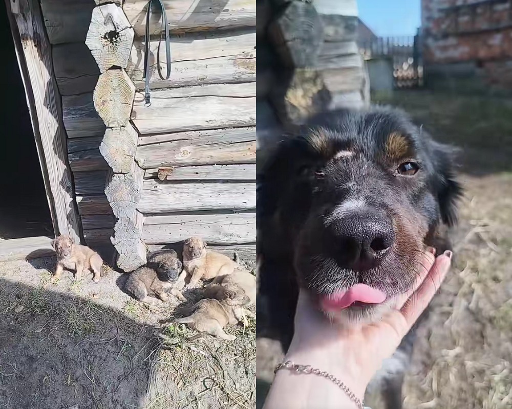 собаки в вольере