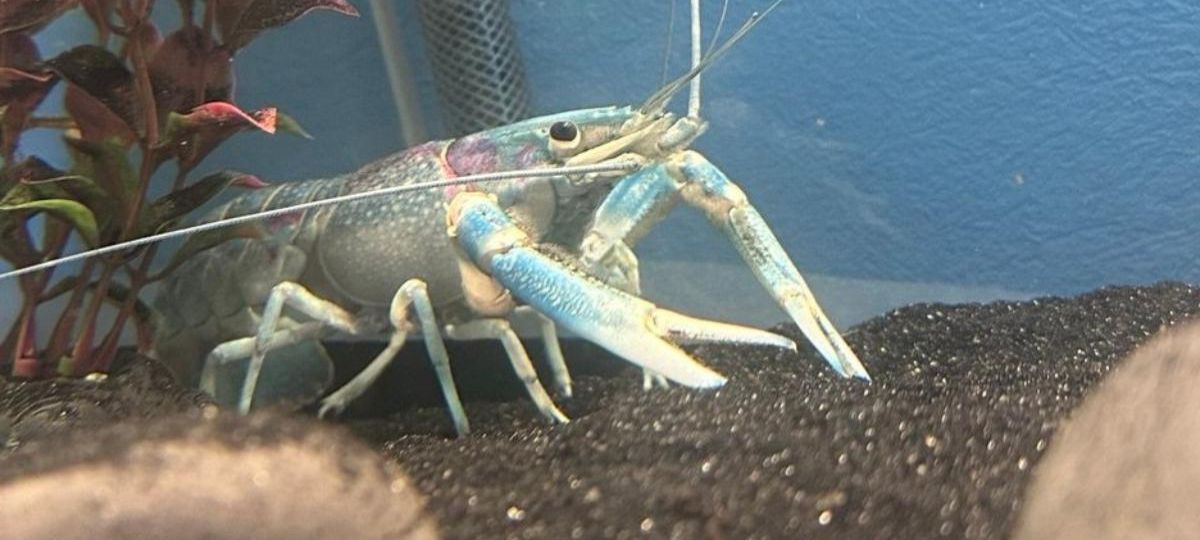 Австралийский рак на креветочной ферме в Ляховичах