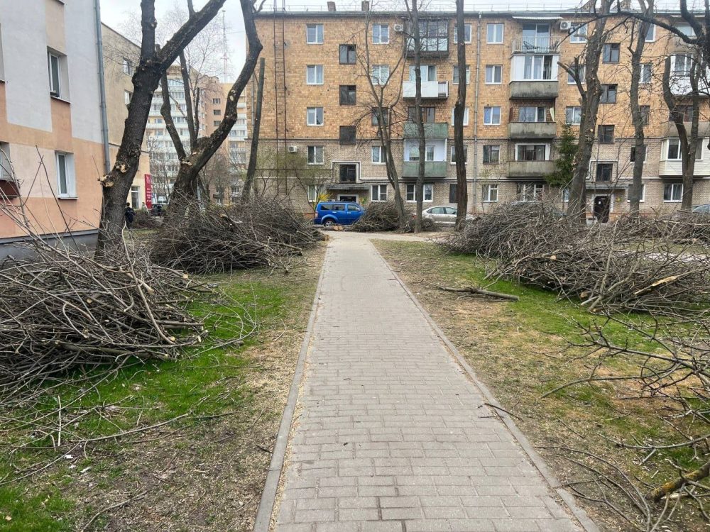 Ветки и сучья обрезанных деревьев в центре Бреста