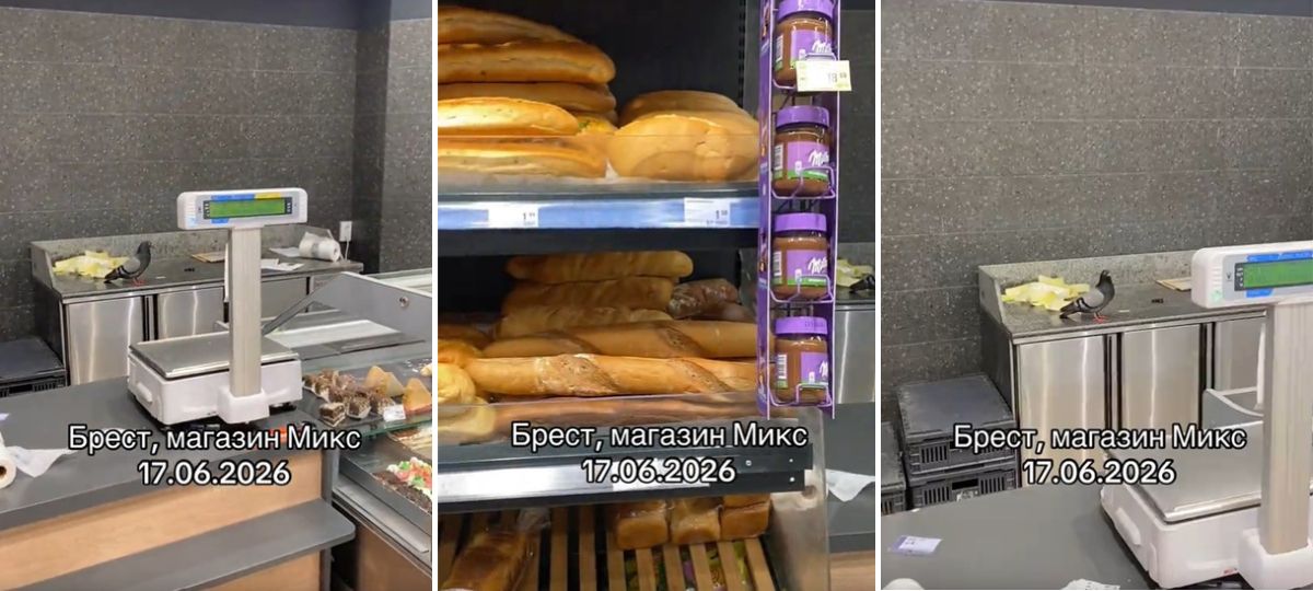Голубь в одном из магазинов Бреста. Коллаж BGmedia