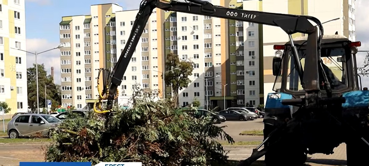 Спиленные деревья на улице Гвардейской в Бресте. Скриншот видео