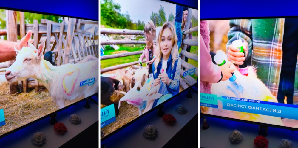 раскраска коз кадры репортажа